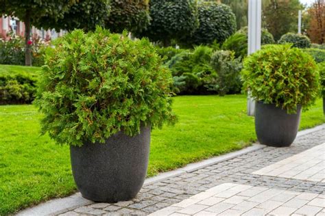 9 Best Paints For Outdoor Pots That Are Plant-Safe