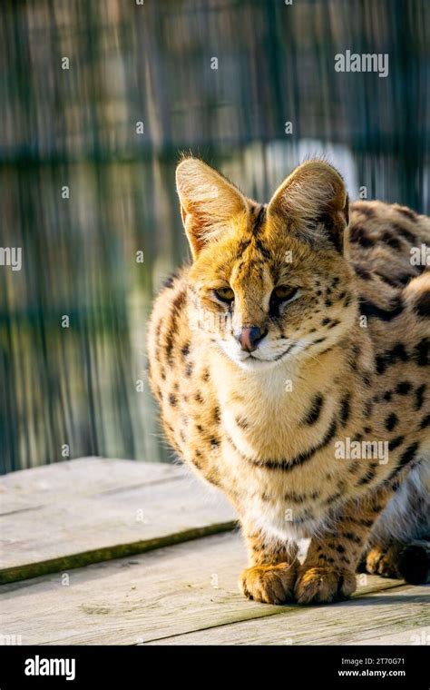 Ocelot portrait in wildlife conservation park background copy space ...