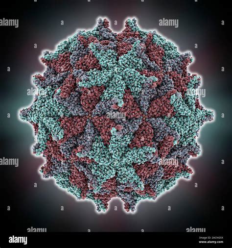 Nodamura Virus Capsid Molecular Model This Virus Can Cause Lethal