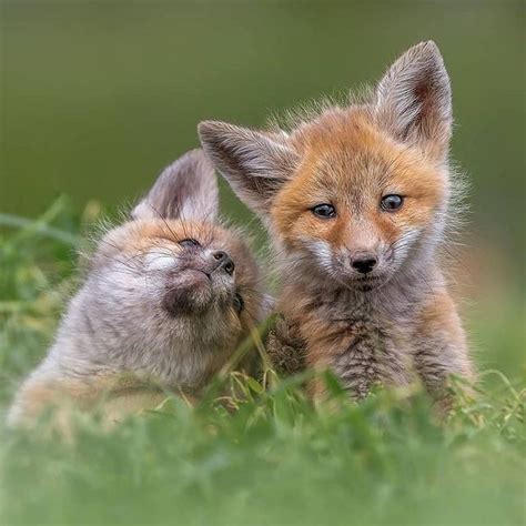 How foxes are domesticating themselves – Artofit