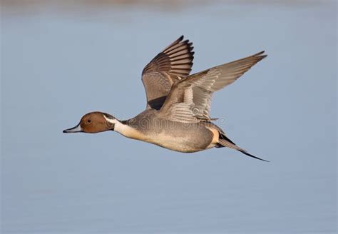 Pintail stock image. Image of ornithology, flight, water - 83364405