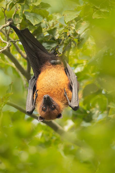 Indian Flying Fox Francis J Taylor Photography