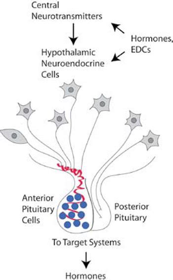 Hormones.gr