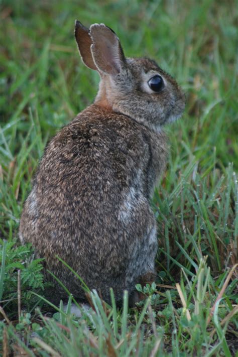 Commonly Confused Mammals Of Florida Ufifas Extension Pinellas County