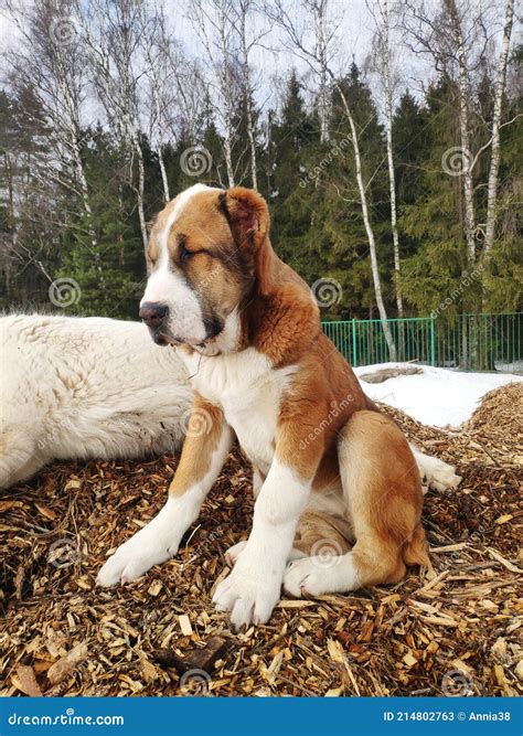 Central Asian Shepherd Dog Puppy Cute White And Brown Alabai Puppy