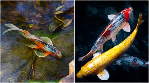 10 Jenis Ikan Koi Terbaik Yang Punya Corak Dan Bentuk Unik Mahal Atau