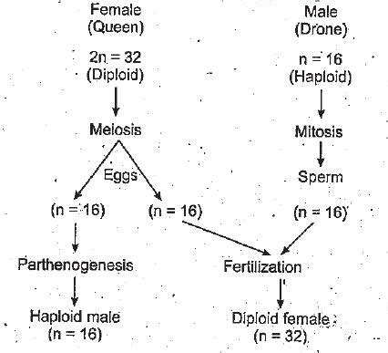 With The Help Of A Chart Explain The Method Of Sex Determination In