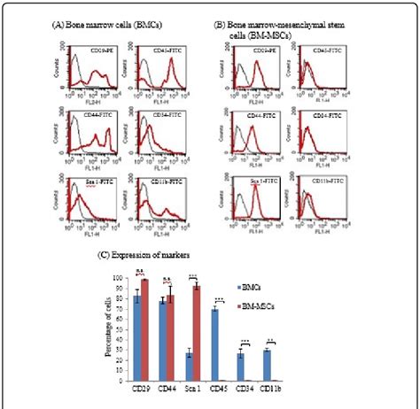 Immunophenotypic Characterization Of Mouse Bone Marrow Cells And Download Scientific Diagram