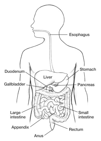 Digestive System With Labels For The Esophagus Stomach Pancreas