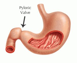 stomach and pyloric valve | PLCB RAMP Server/Seller Training by Lynn Hainer