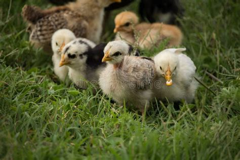 Farm Chickens Eating Corn Stock Photo Image Of Meadow 22716966