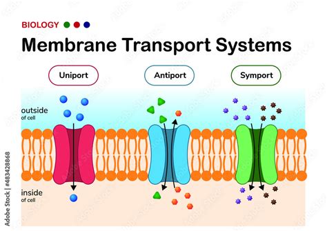 Biological diagram show comparison and difference between membrane ...