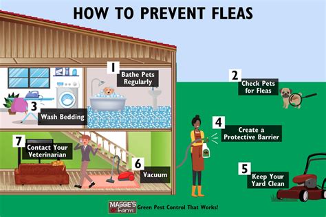 How To Prevent Fleas Maggies Farm Ltd