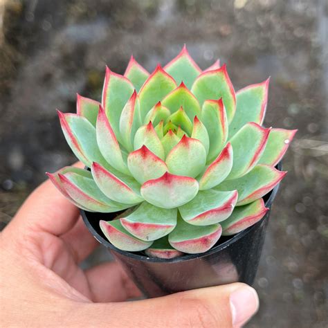 Echeveria Dragonflynn Nn Nn N Let Love Grow