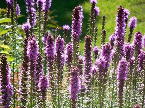 Free Photo Liatris Flower Nature Purple Free Image On Pixabay