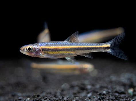 Rainbow Shiner (Notropsis chrosomus), Tank-Bred! - Aquatic Arts