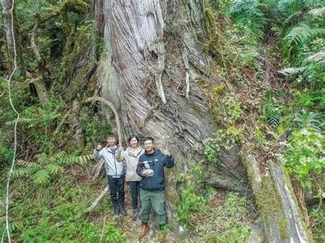 “亚洲最高树”在我国！西藏发现1023米高柏树，为何能长这么高 知乎