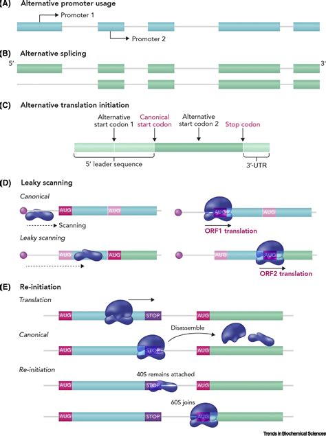 N Terminal Proteoforms In Human Disease Trends In Biochemical Sciences