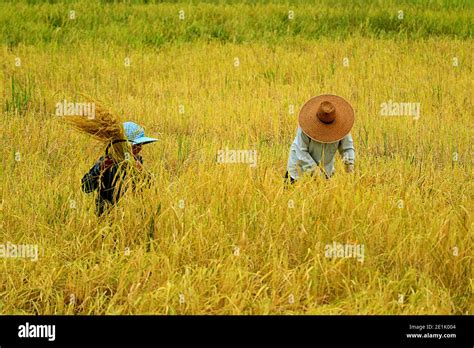 Harvesting Rice Plants By Hand With Reaping Hook The Traditional