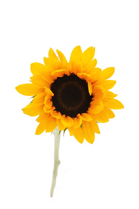 Helianthus - Fresh From Source