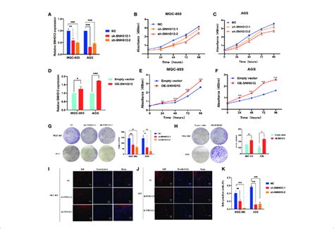 Snhg Promotes Gc Cells Proliferation A Efficiencies Of Snhg