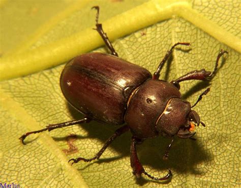 Stag Beetle Pseudolucanus North American Insects Spiders