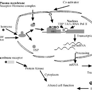 (PDF) Anabolic androgenic steroids effects on the immune system: A review