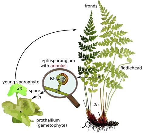 Pteridophytes Lifecycle