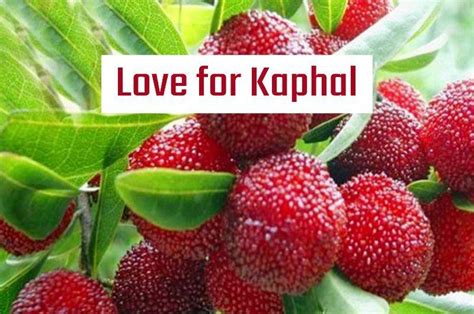 Pride Of Himalayas Know The Cultivation Of Kaphal And Its Health Benefits