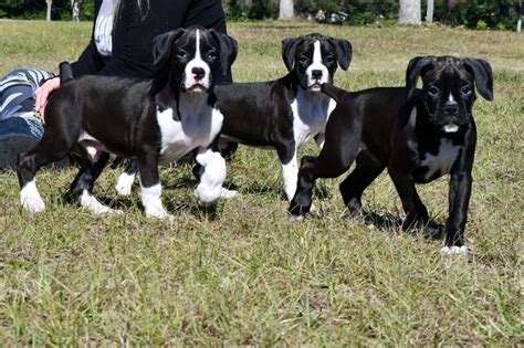 White Boxer Lab Mix