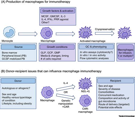 Macrophage Immunotherapy Overcoming Impediments To Realize Promise