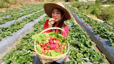 Baguio leads to agri-tourism, mulls opening of first strawberry farm ...