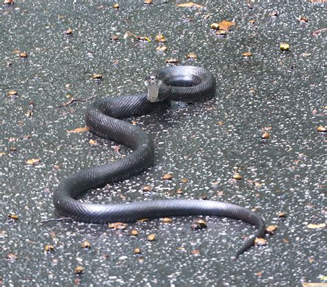 Black Rat Snake Visits | A Naturalist's Journal