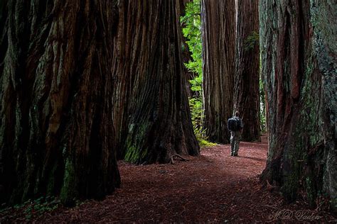 Coast Redwoods Redwood Forest Parks Photos Trails Guide And Hiking