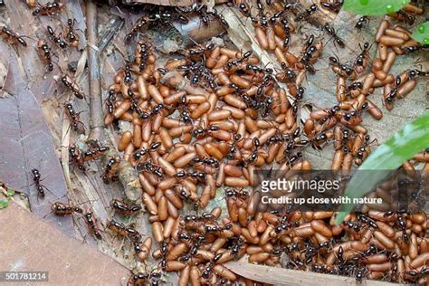 Ant Pupa Photos and Premium High Res Pictures - Getty Images