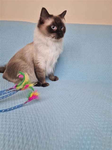 Liczna Kotka Ragdoll Rudno Olx Pl