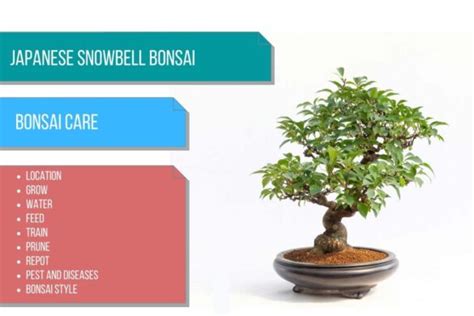 Japanese Snowbell Bonsai Care