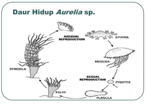 Daur Hidup Aurelia Aurita