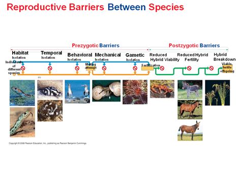 Impeding Different Species From Attempting To Mate Preventing The