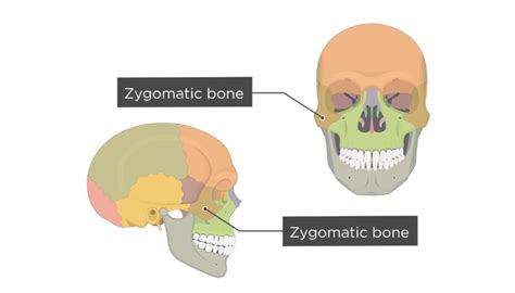 Temporal Bone Anatomy - Anatomical Charts & Posters