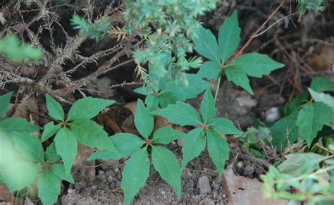 Polyozellus Fernwood Garden Poisonous 5 Leaf Vine