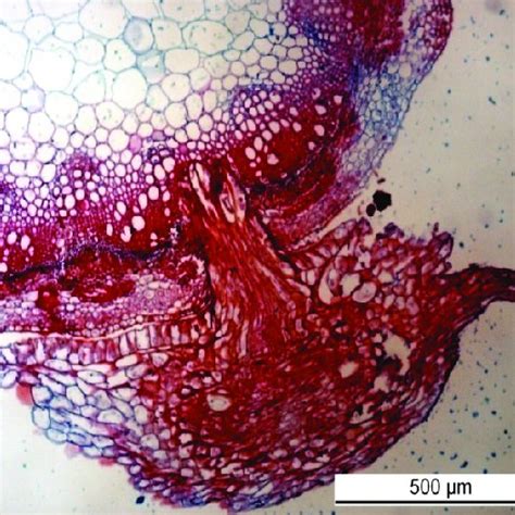 (PDF) Field dodder life cycle and interaction with host plants