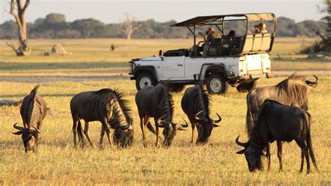 How To Find An Affordable African Safari Budget Travel