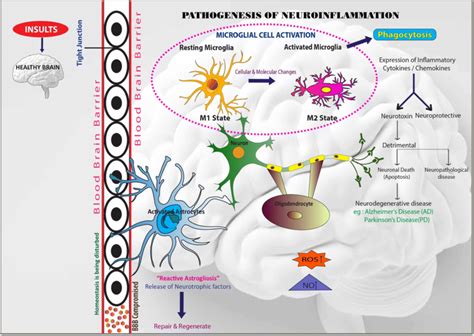 Diagram Of The Pathogenesis Of Neuroinflammation The Brain Is An