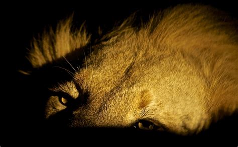 Free Images Nature Night Animal Wildlife Africa Darkness