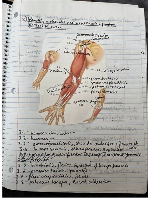 Kinesiology Final Exam Questions 2