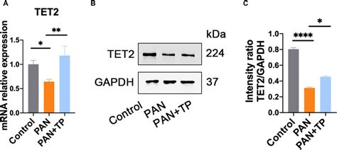 SEBM Triptolide Decreases Podocytes Permeability By Regulating TET2