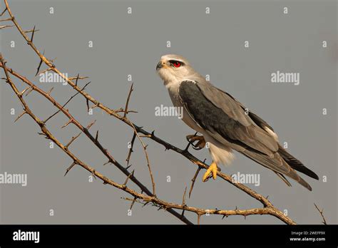 A Black Winged Kite Elanus Caeruleus Also Known As A Black