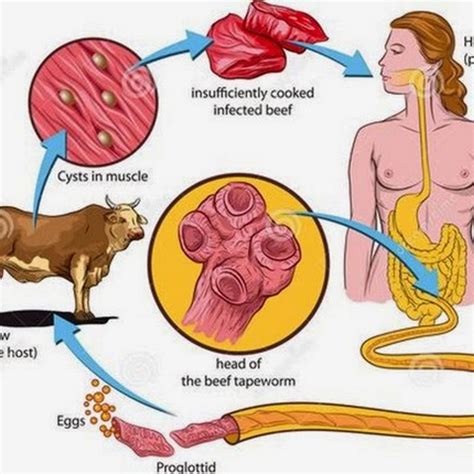 Beef tapeworm, Lifecycle, Clinical Signs, Diagnosis and Treatment ...