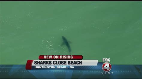 Sharks Close Huntington Beach In California YouTube